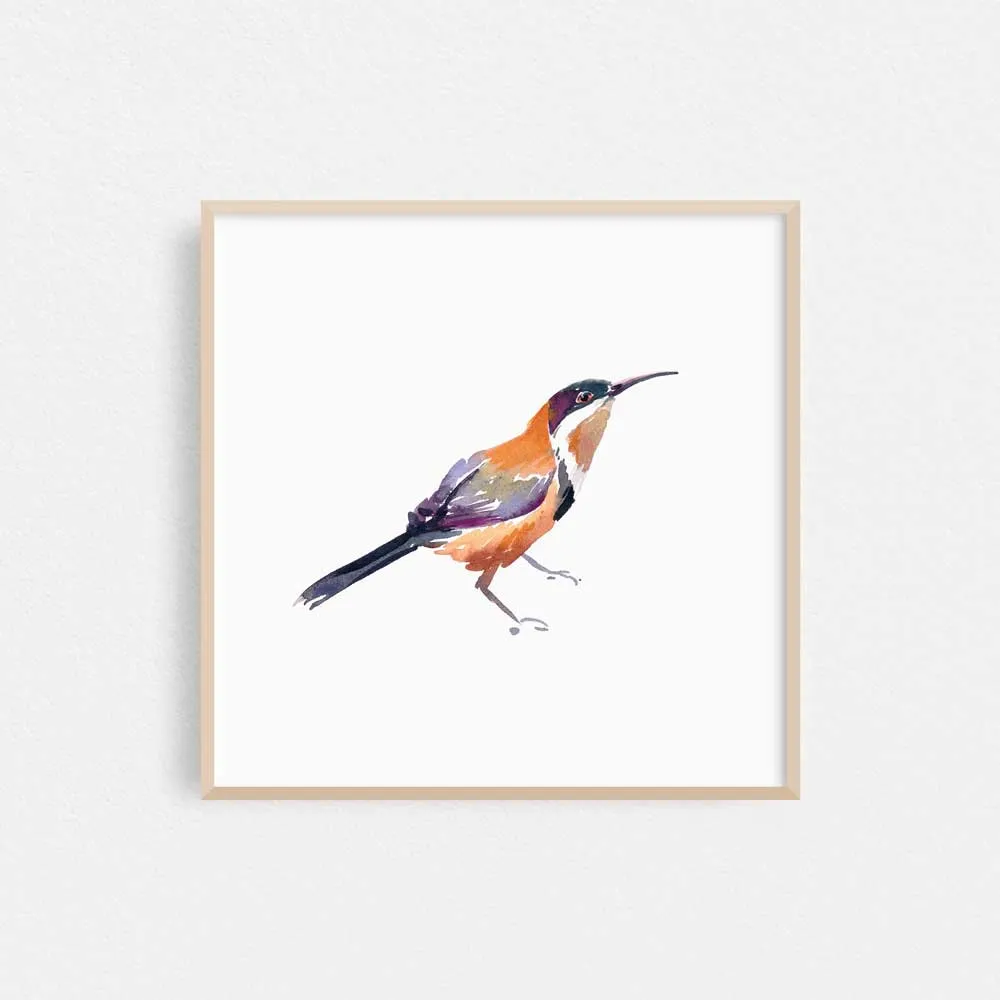 'Eastern Spinebill' Limited Edition Print