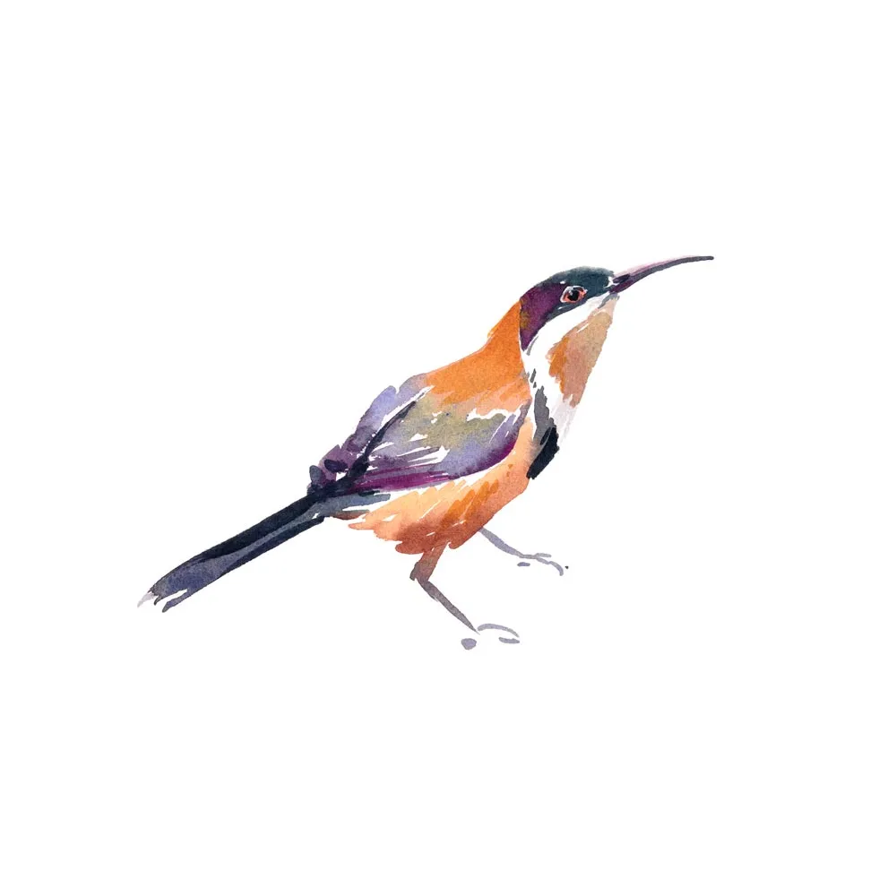 'Eastern Spinebill' Limited Edition Print