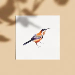'Eastern Spinebill' Limited Edition Print