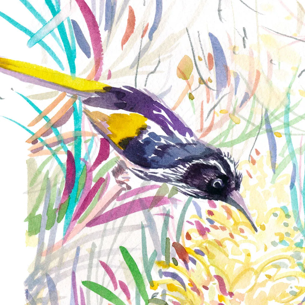 'Honeyeaters in the Moonlight' Limited Edition Print