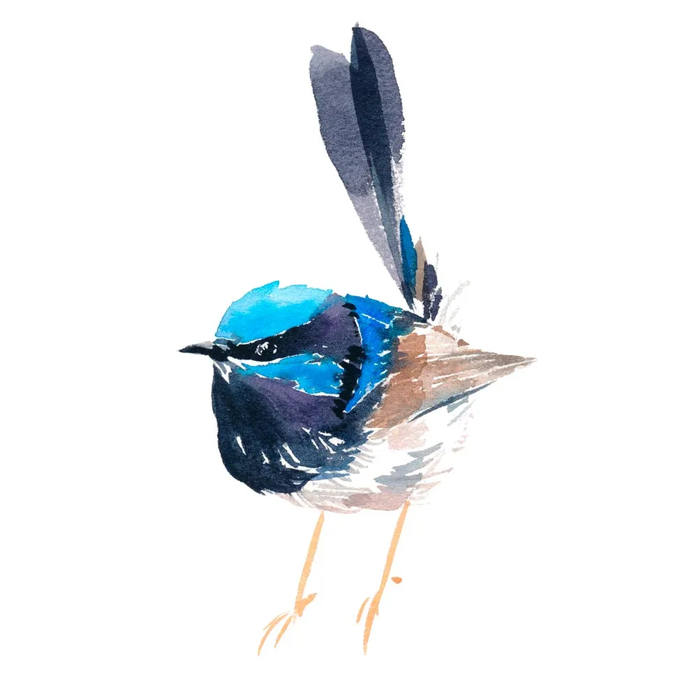 'Superb Fairy Wren - Dumpling' Limited Edition Print