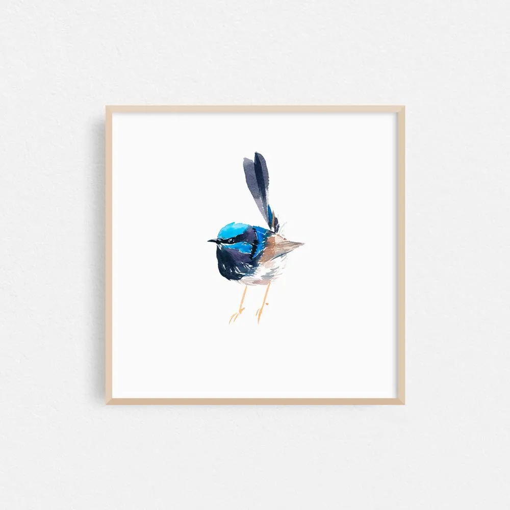 'Superb Fairy Wren - Dumpling' Limited Edition Print