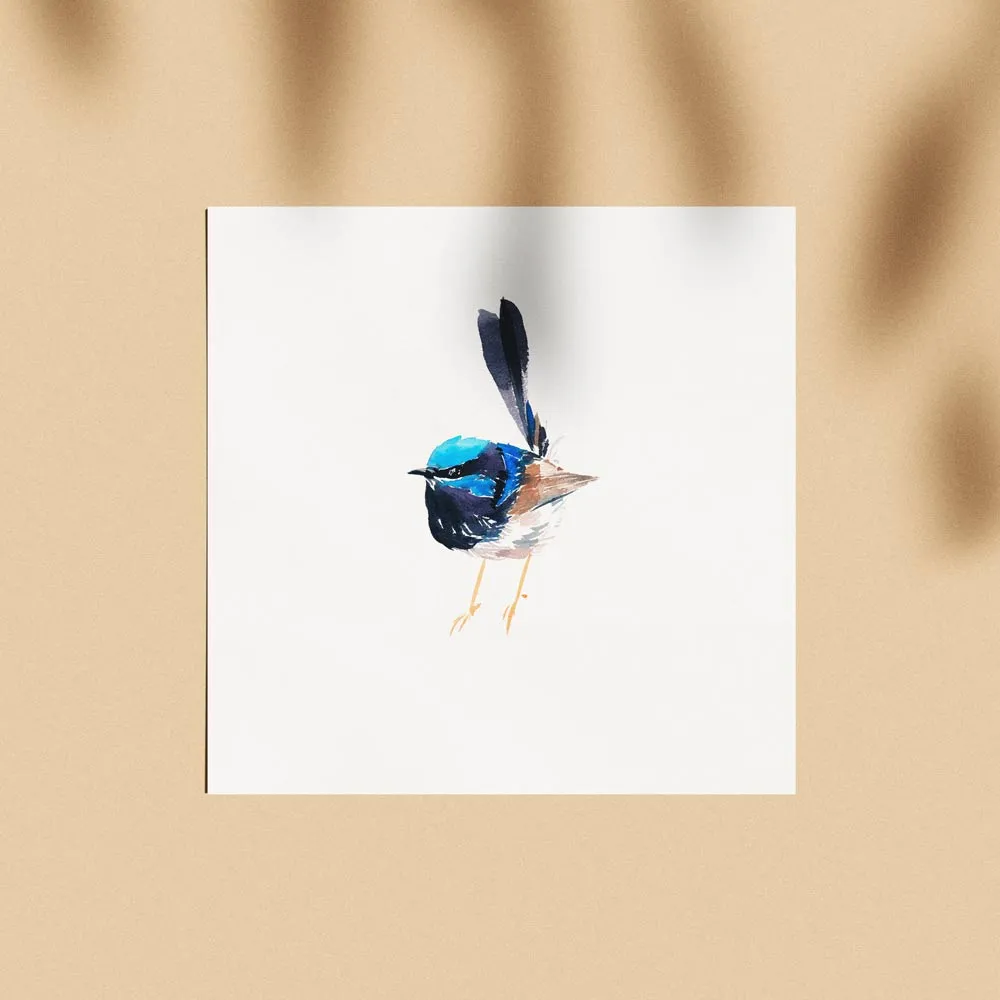 'Superb Fairy Wren - Dumpling' Limited Edition Print